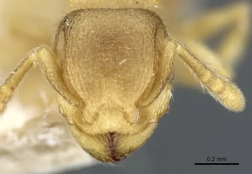 Tetramorium microps - CASENT0904792