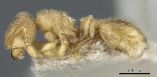 Tetramorium microps - CASENT0904792