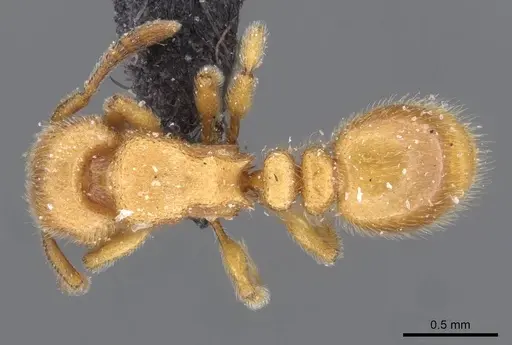 Tetramorium microps - CASENT0909081