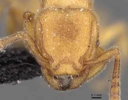 Tetramorium microps - CASENT0909081