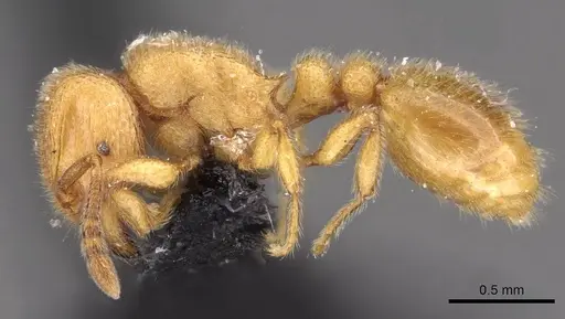 Tetramorium microps - CASENT0909081