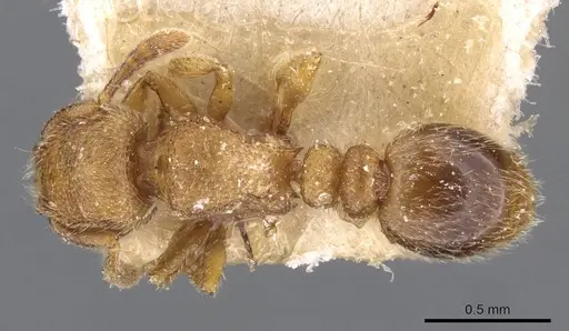 Tetramorium microps - CASENT0909082