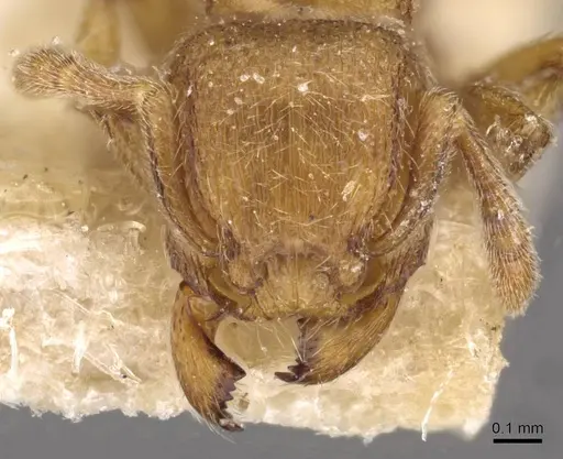 Tetramorium microps - CASENT0909082