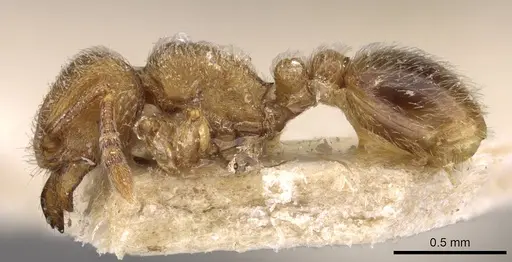 Tetramorium microps - CASENT0909082