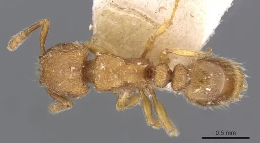 Tetramorium microps - CASENT0909083