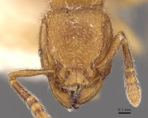 Tetramorium microps - CASENT0909083