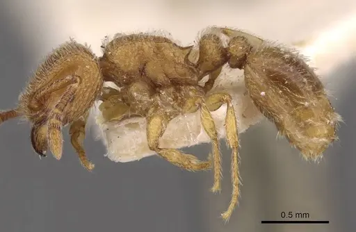 Tetramorium microps - CASENT0909083
