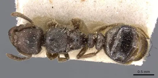 Tetramorium microps - CASENT0909084