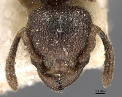 Tetramorium microps - CASENT0909084