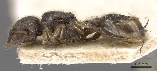 Tetramorium microps - CASENT0909084