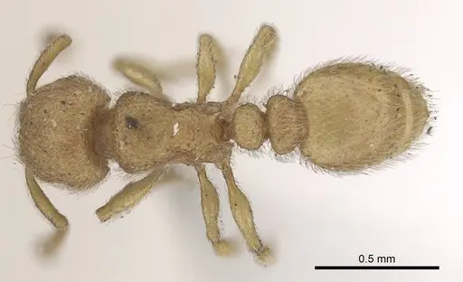 Tetramorium microps - CASENT0919650
