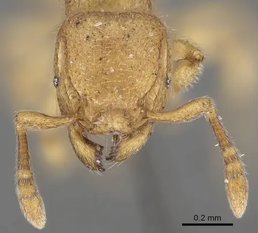 Tetramorium microps - CASENT0919650