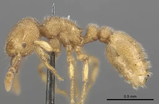 Tetramorium microps - CASENT0919650