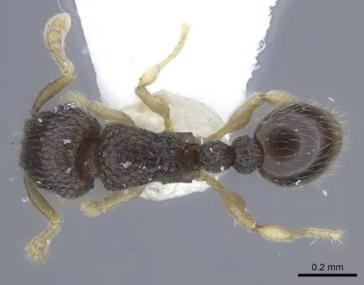 Tetramorium minimum specimen
