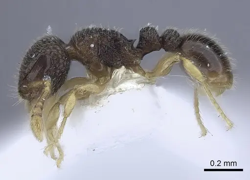 Tetramorium minimum specimen