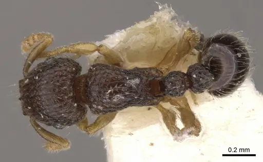 Tetramorium minimum - CASENT0901150