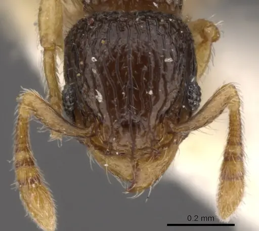 Tetramorium minimum - CASENT0901150