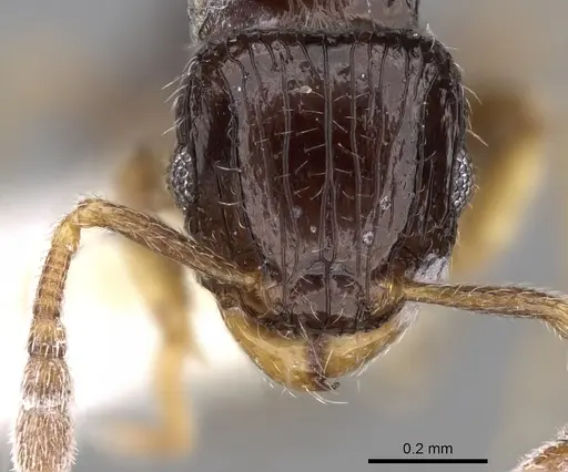 Tetramorium minusculum specimen