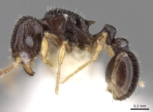 Tetramorium minusculum specimen