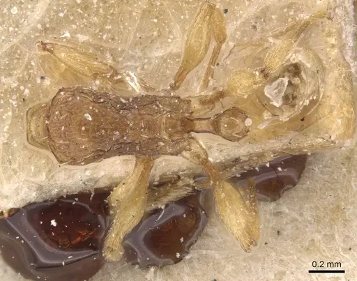 Tetramorium miserabile specimen