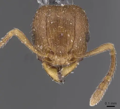 Tetramorium miserabile specimen