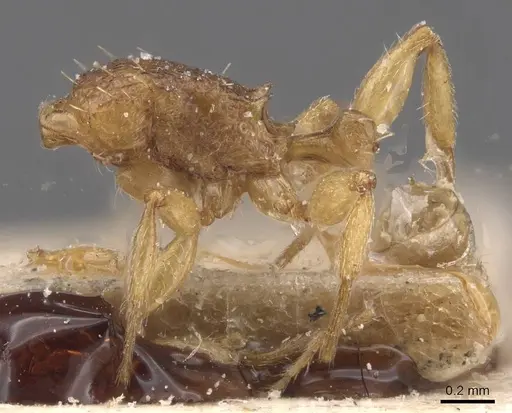 Tetramorium miserabile specimen