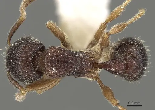 Tetramorium mixtum specimen