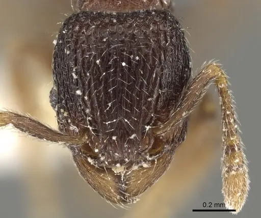 Tetramorium mixtum specimen