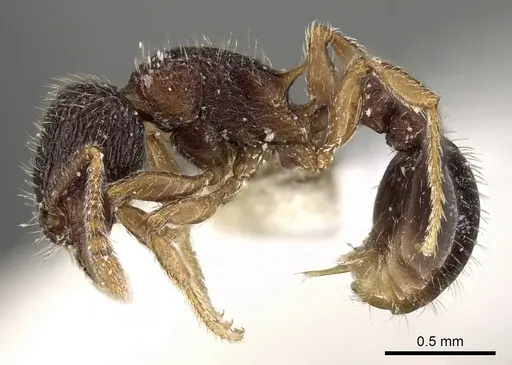 Tetramorium mixtum specimen