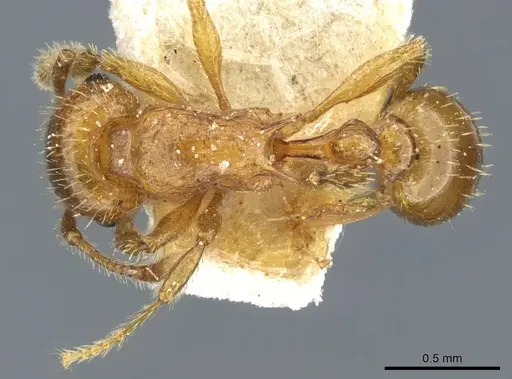 Tetramorium mixtum - CASENT0904846