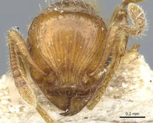 Tetramorium mixtum - CASENT0904846
