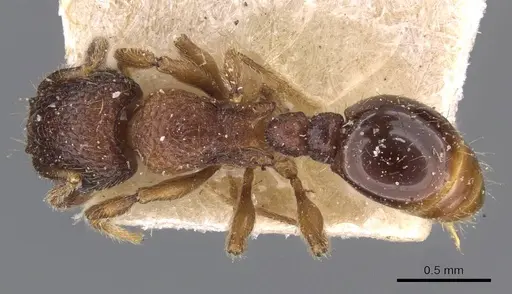 Tetramorium mixtum - CASENT0909172