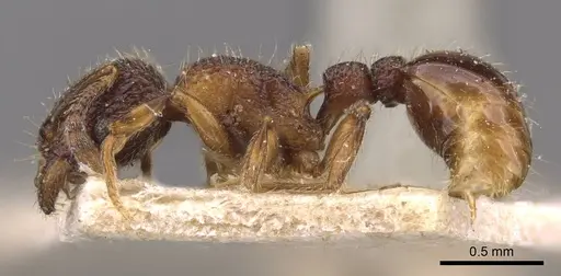 Tetramorium mixtum - CASENT0909172