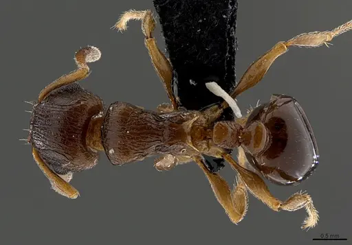 Tetramorium mkomazi specimen