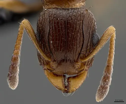 Tetramorium mkomazi specimen