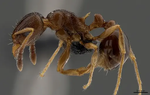 Tetramorium mkomazi specimen