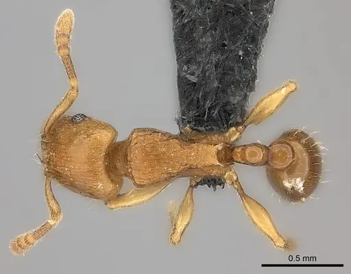 Tetramorium monticola specimen
