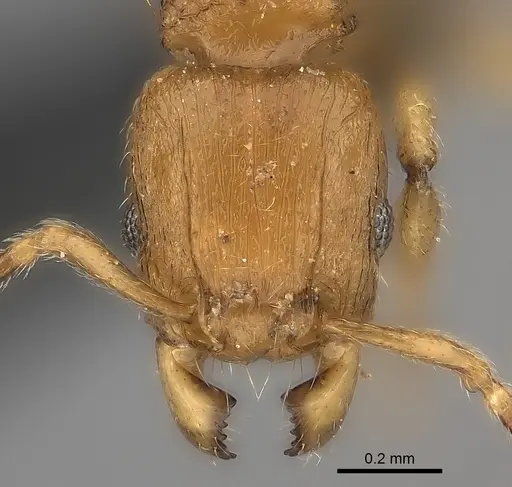 Tetramorium monticola specimen