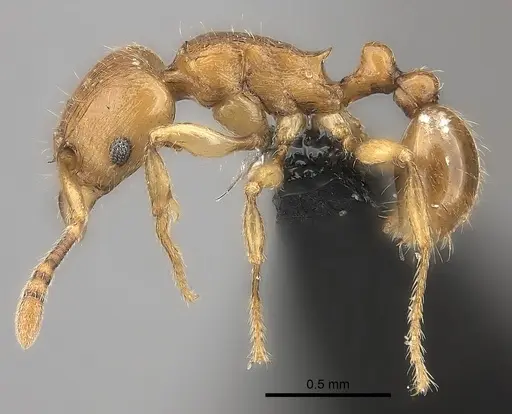 Tetramorium monticola specimen