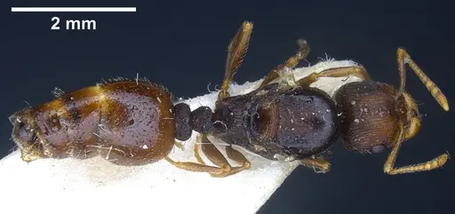Tetramorium moravicum specimen