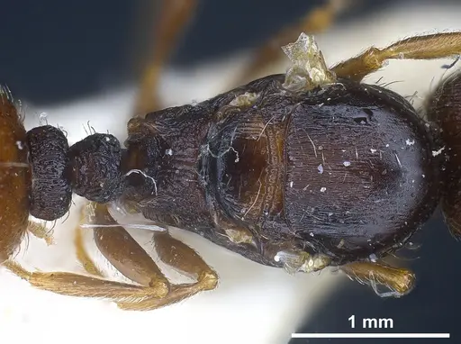 Tetramorium moravicum specimen