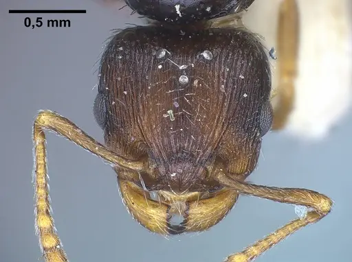 Tetramorium moravicum specimen