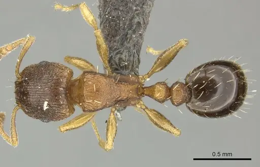 Tetramorium mossamedense specimen
