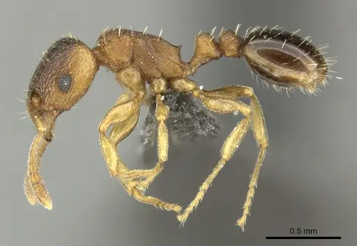 Tetramorium mossamedense specimen
