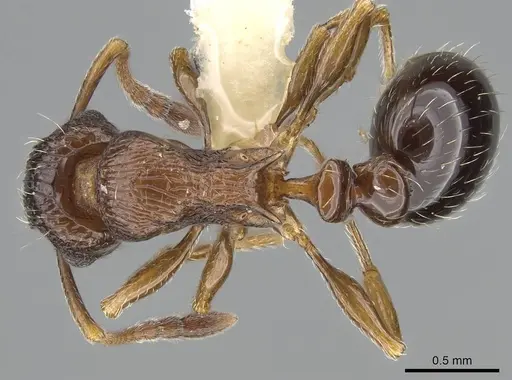 Tetramorium mpala specimen