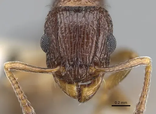 Tetramorium mpala specimen