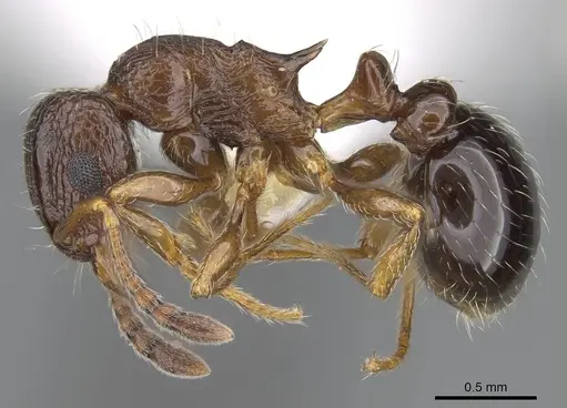 Tetramorium mpala specimen