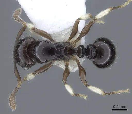 Tetramorium muralti specimen