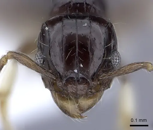 Tetramorium muralti specimen
