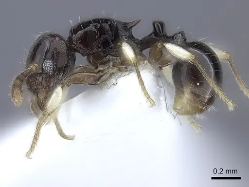 Tetramorium muralti specimen